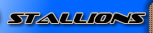 Stallion Services